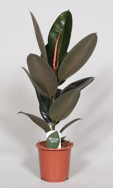Rubberboom - Ficus elastica Abidjan stam - Ø17cm - ↕60cm