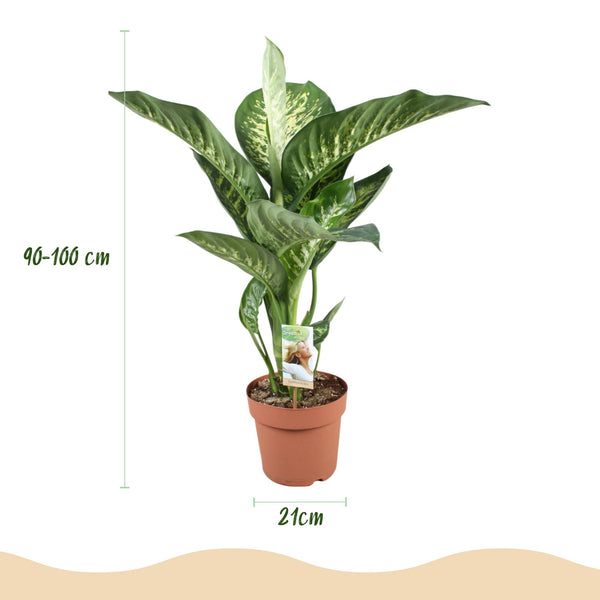 Dieffenbachia - Dieffenbachia Tropic Snow - Ø21cm - ↕90-100cm