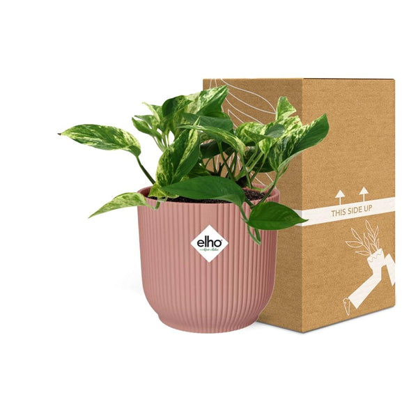 Pothos - Epipremnum aureum 'Marble Queen' - incl. Elho Vibes Fold Roze - ↕14cm