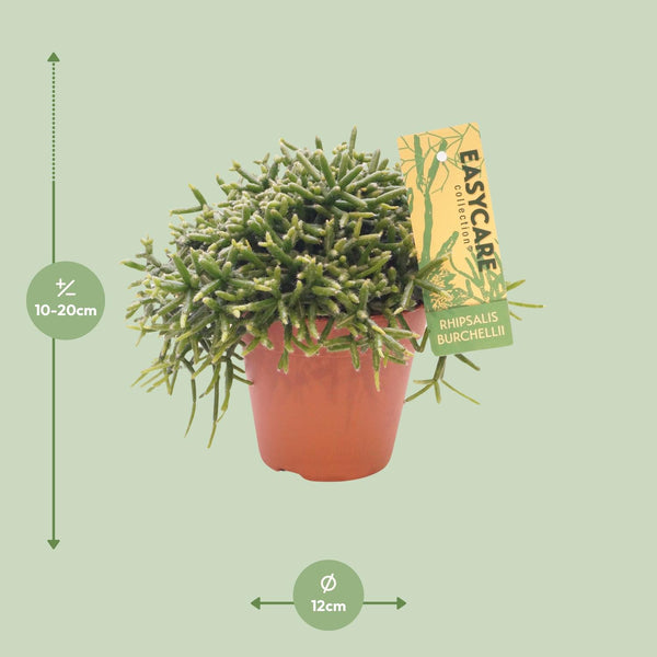 Rhipsalis Burchellii - Ø12cm↕20cm
