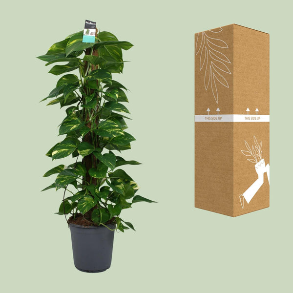 Satijnpothos - Scindapsus pictus - Ø24cm - ↕120cm