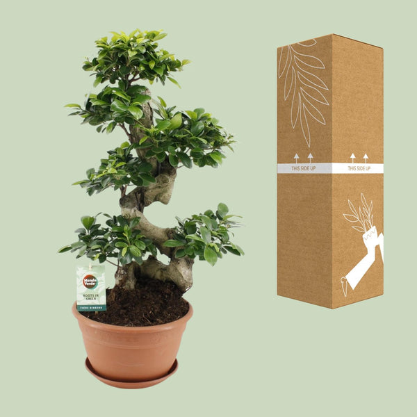 Vijgenboom - Ficus Ginseng - Ø27cm - ↕70cm