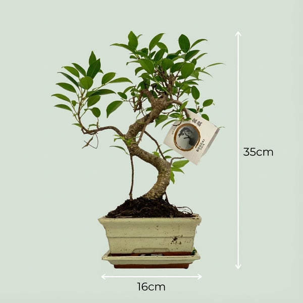 Bonsai S vorm - Ø15cm - ↕30-35cm