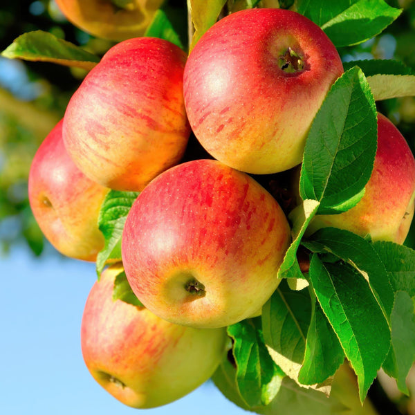 Appelboom - Malus domestica 'Jonagold' - Ø21cm - ↕90cm