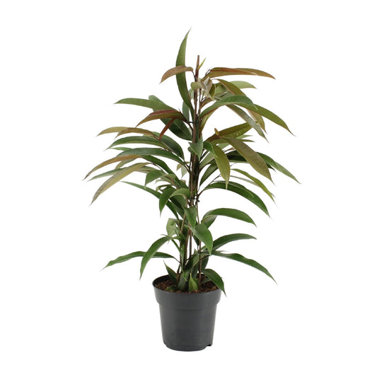 Vijgenboom - Ficus binnendijkii Amstel King - Ø17cm - ↕70cm