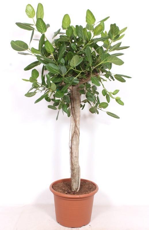 Bengaalse Vijg - Ficus benghalensis - ↕200cm