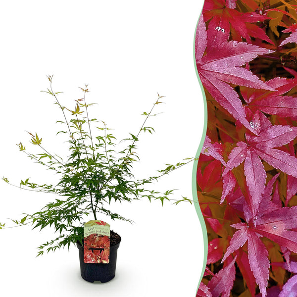 Japanse Esdoorn - Acer palmatum Pink Dwarf - Roze - Ø19cm - ↕70cm
