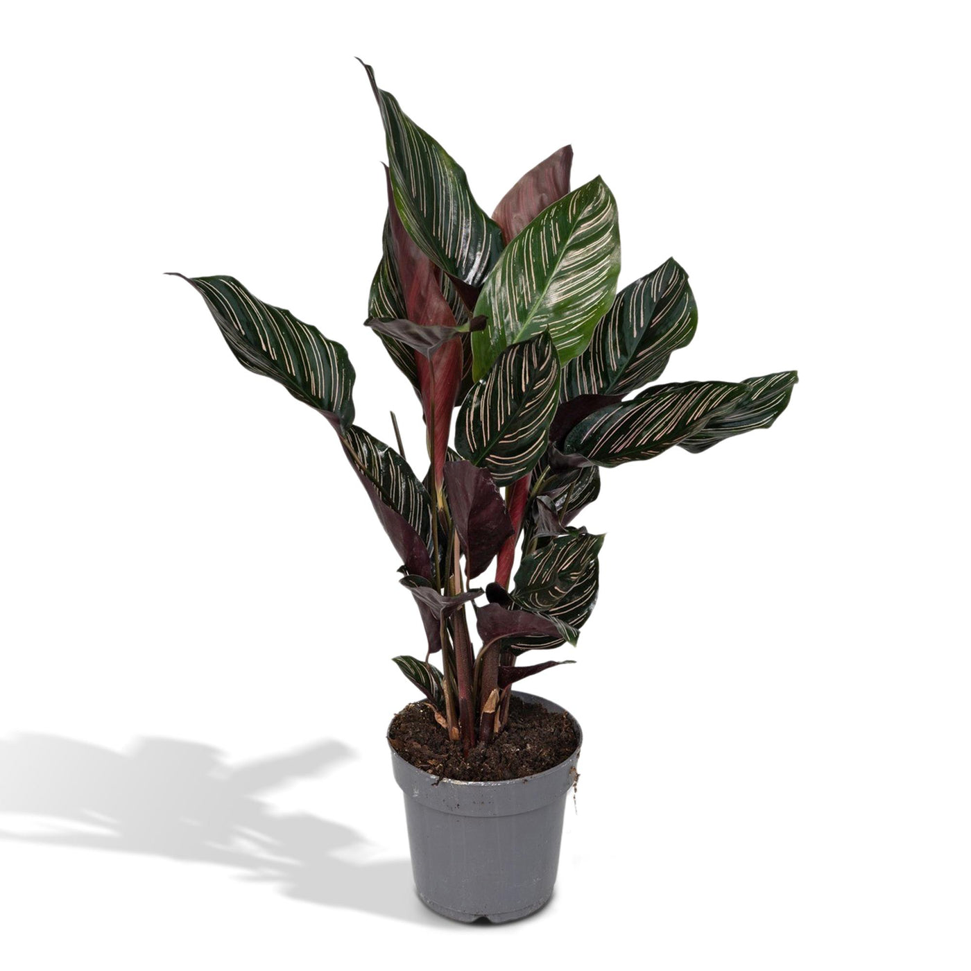 Pauwenplant - Calathea ornata - Ø14cm - ↕50cm