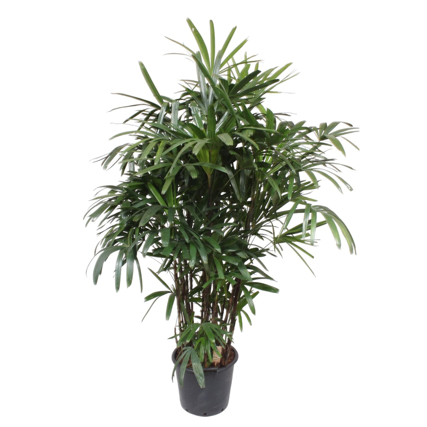 Rijststrootpalm - Rhapis excelsa - ↕200cm