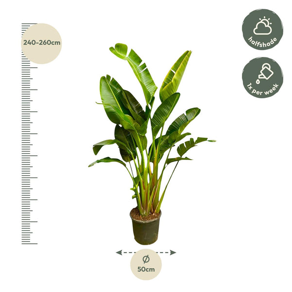 Witte paradijsvogelplant - Strelitzia augusta multi stam - Ø30cm - ↕250cm