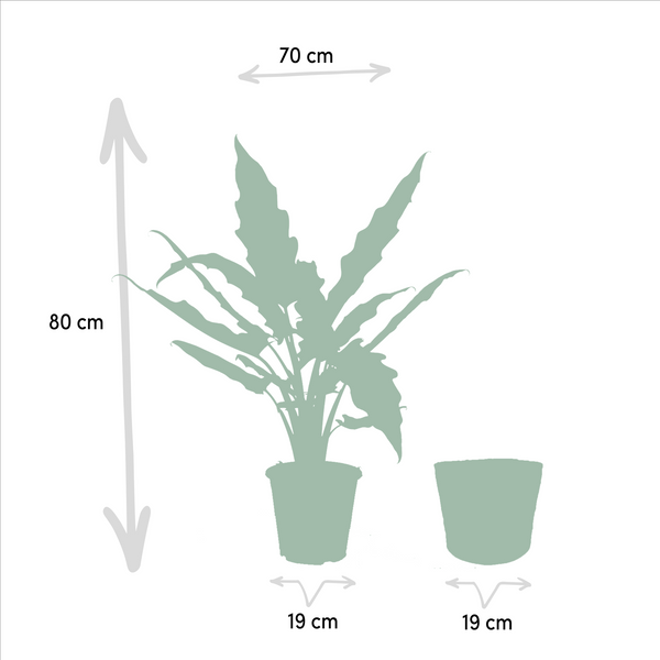 Olifantsoor - Alocasia Lauterbachiana - incl. Mand Selin - Ø19cm - ↕80cm
