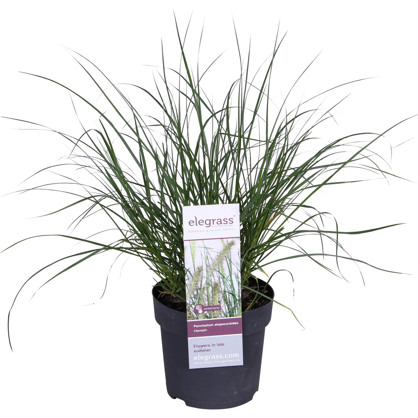 Lampenpoetsersgras - Pennisetum alopecuroides 'Hameln' - Ø19cm - ↕40cm