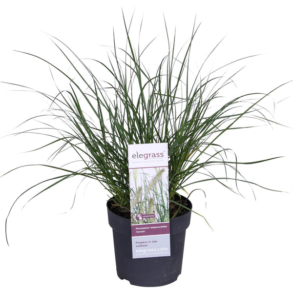Lampenpoetsersgras - Pennisetum alopecuroides 'Hameln' - Ø19cm - ↕40cm
