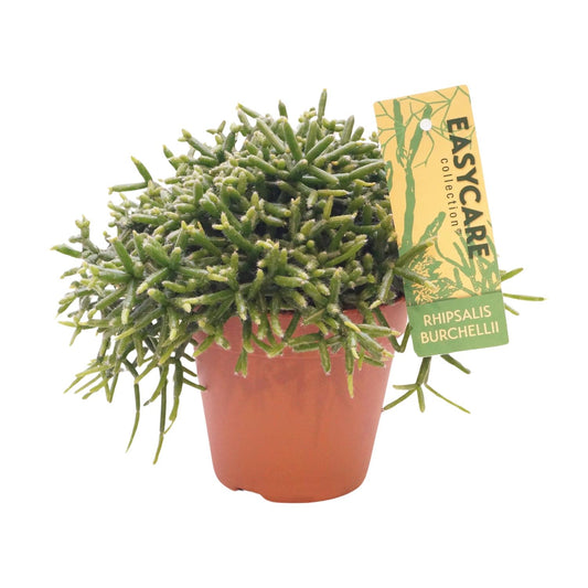 Rhipsalis Burchellii - Ø12cm↕20cm