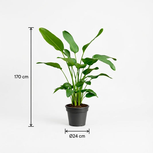Witte paradijsvogelplant - Strelitzia nicolai - Ø24cm - ↕170cm