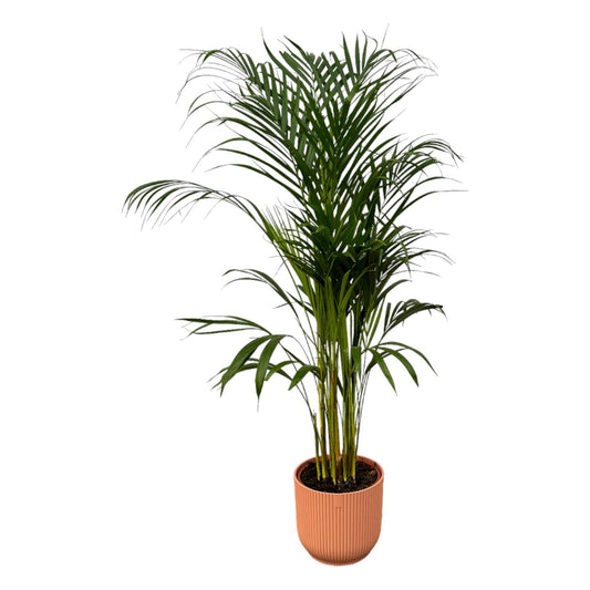 Arecapalm - Areca palm - incl. Elho Vibes Fold Round roze - Ø21cm - ↕110cm