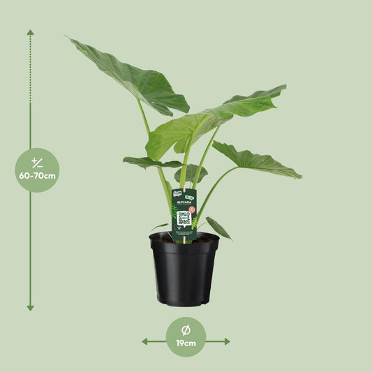 Olifantsoor - Alocasia Macrorrhiza - Ø19cm - ↕70cm
