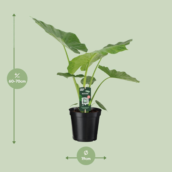 Olifantsoor - Alocasia Macrorrhiza - Ø19cm - ↕70cm