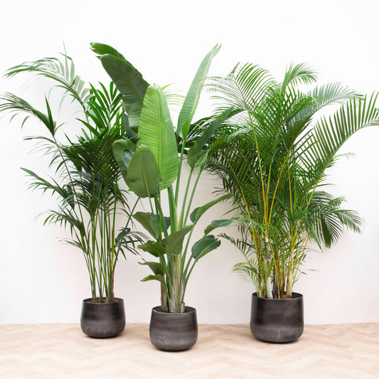 Witte paradijsvogelplant - Kentia, Strelitzia Nicolai, Areca - ↕200cm