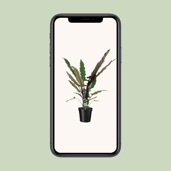 Olifantsoor - Alocasia Lauterbachiana - Ø19cm - ↕80cm