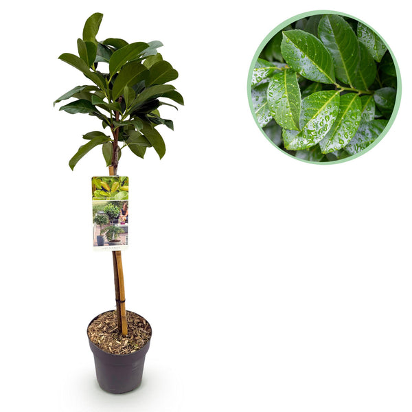 Laurierkers op stam - Prunus laurocerasus Etna® - Ø19cm - ↕90cm