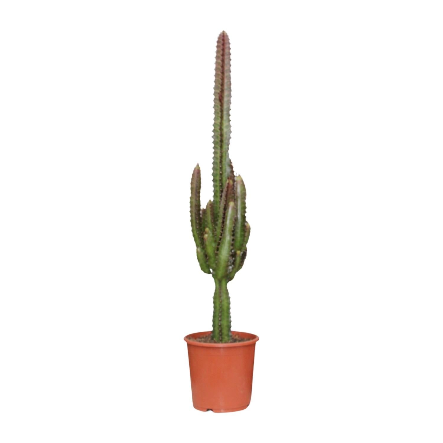 Wolfsmelk - Euphorbia trigona Rubra - Ø17cm - ↕70cm