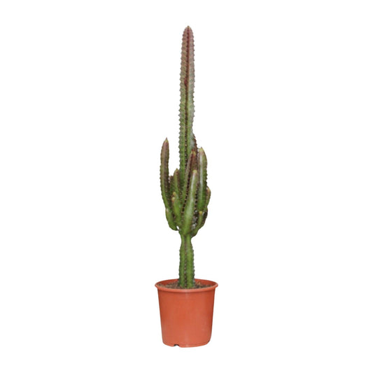 Wolfsmelk - Euphorbia trigona Rubra - Ø17cm - ↕70cm