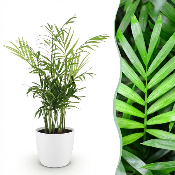 Bergpalm - Chamaedorea elegans - Ø12cm - ↕15cm