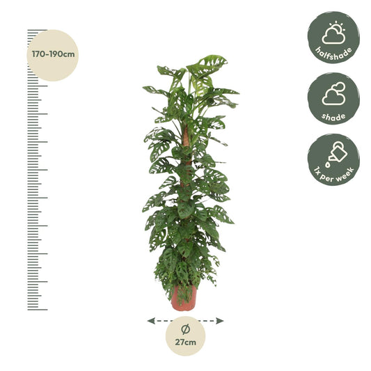 Gatenplant - Monstera Monkey Leaf mosstok - Ø27cm - ↕170cm