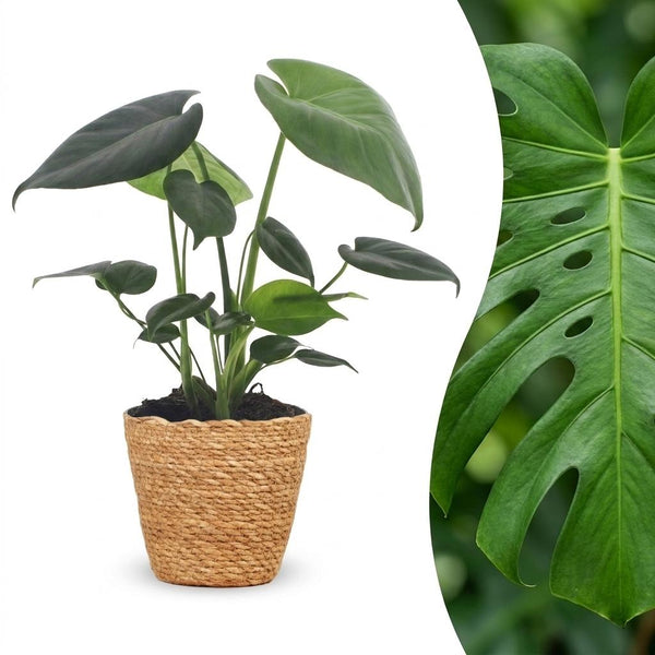 Gatenplant - Monstera Deliciosa - incl. mand - Ø12cm - ↕30cm