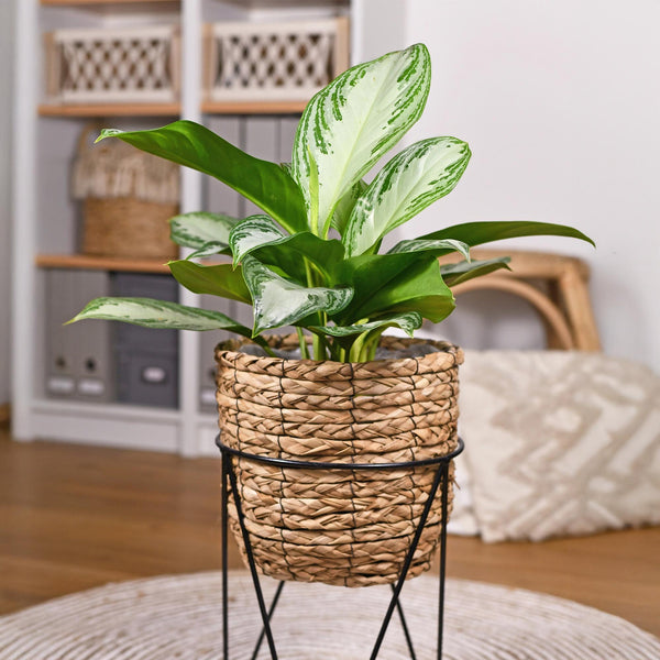 Zilverblad - Aglaonema Silver Bay - Ø17cm - ↕70-75cm