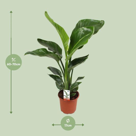 Witte paradijsvogelplant - Strelitzia nicolai - Ø17cm - ↕70cm