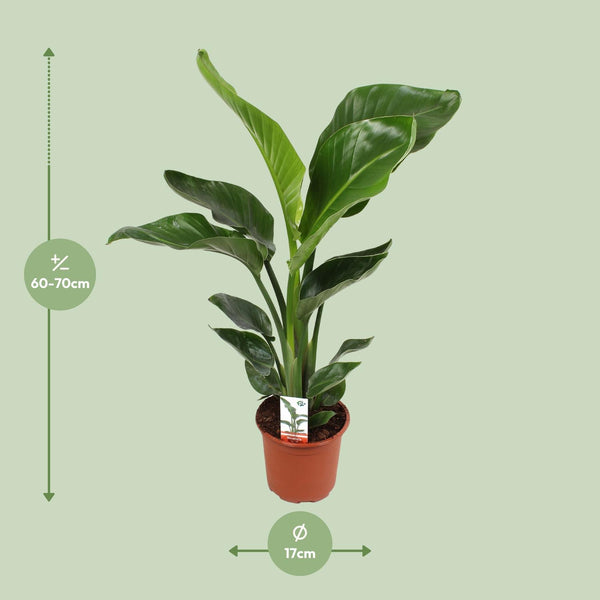 Witte paradijsvogelplant - Strelitzia nicolai - Ø17cm - ↕70cm