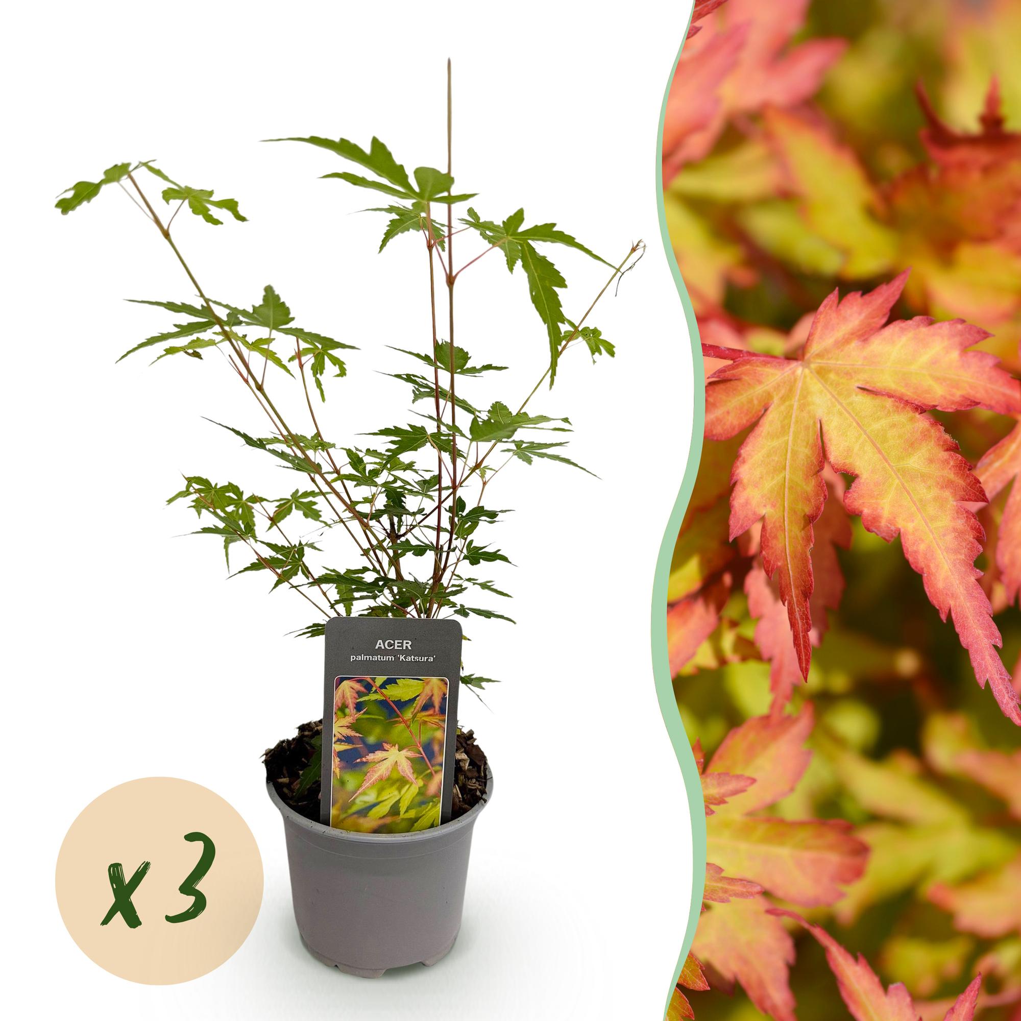 Japanse Esdoorn - Acer palmatum Sangokaku - Ø12cm - ↕35cm