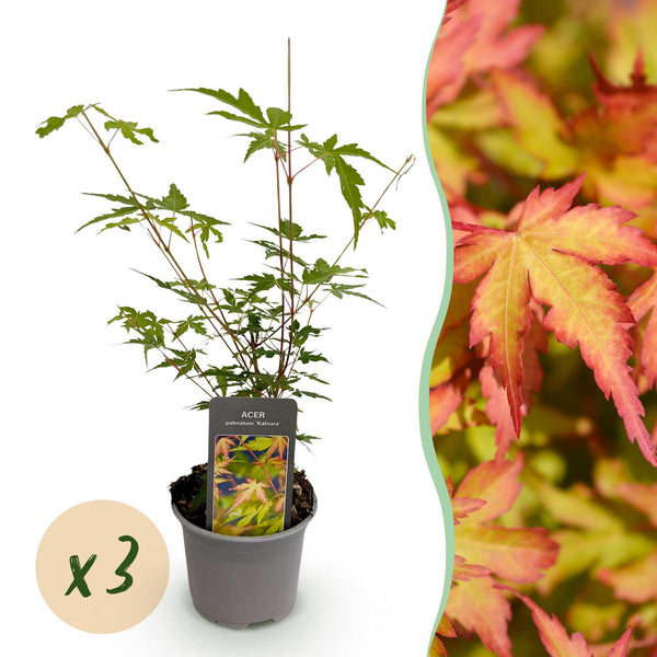 Japanse Esdoorn - Acer palmatum Sangokaku - Ø12cm - ↕35cm