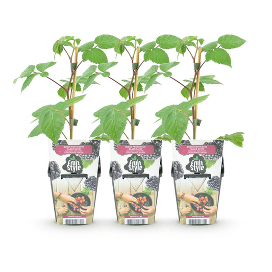 Bramenplant - Rubus Black Satin - Ø9cm