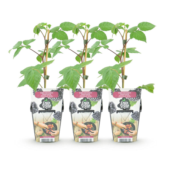 Bramenplant - Rubus Black Satin - Ø9cm