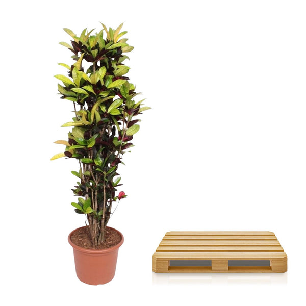 Croton - Codiaeum Iceton - Ø45cm - ↕190cm