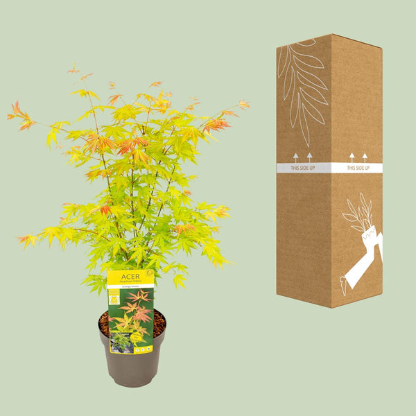 Japanse Esdoorn - Acer palmatum Orange Dream - Ø19cm - ↕50cm