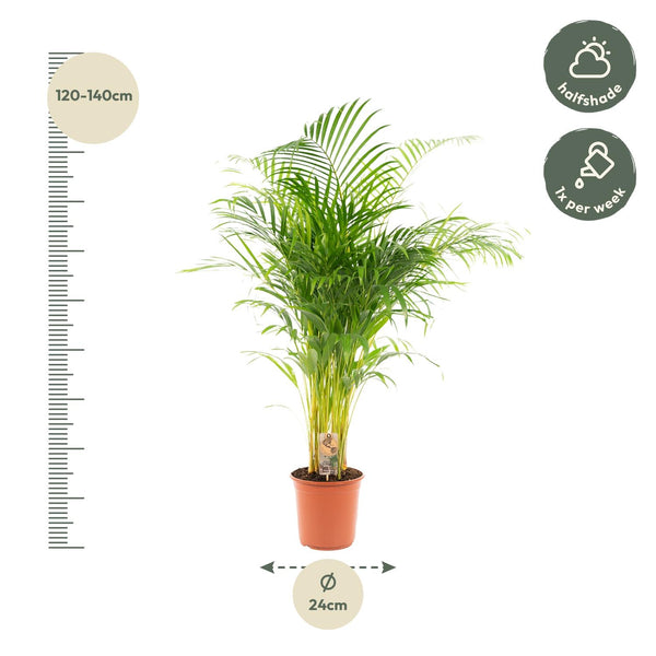 Arecapalm - Areca palm - Ø21cm - ↕130cm