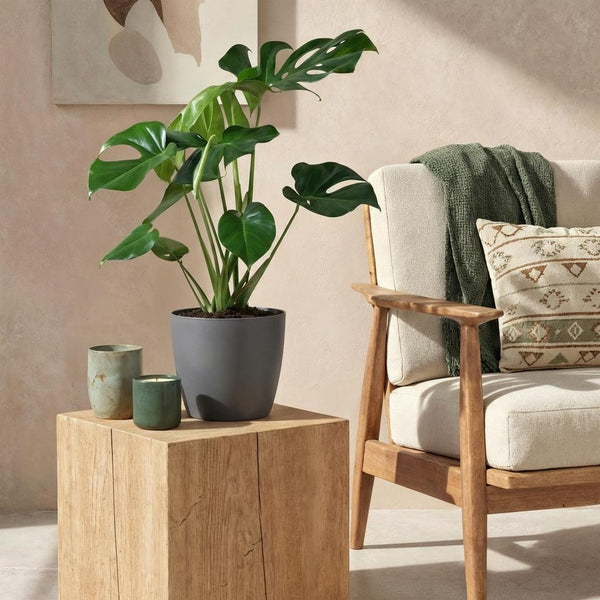 Monstera Deliciosa - Gatenplant - Ø21cm - ↕70-80cm