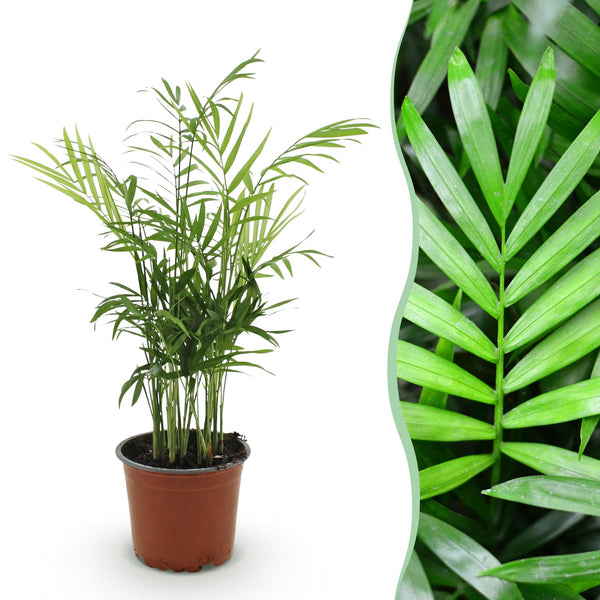 Bergpalm - Chamaedorea elegans - Ø12cm - ↕15cm