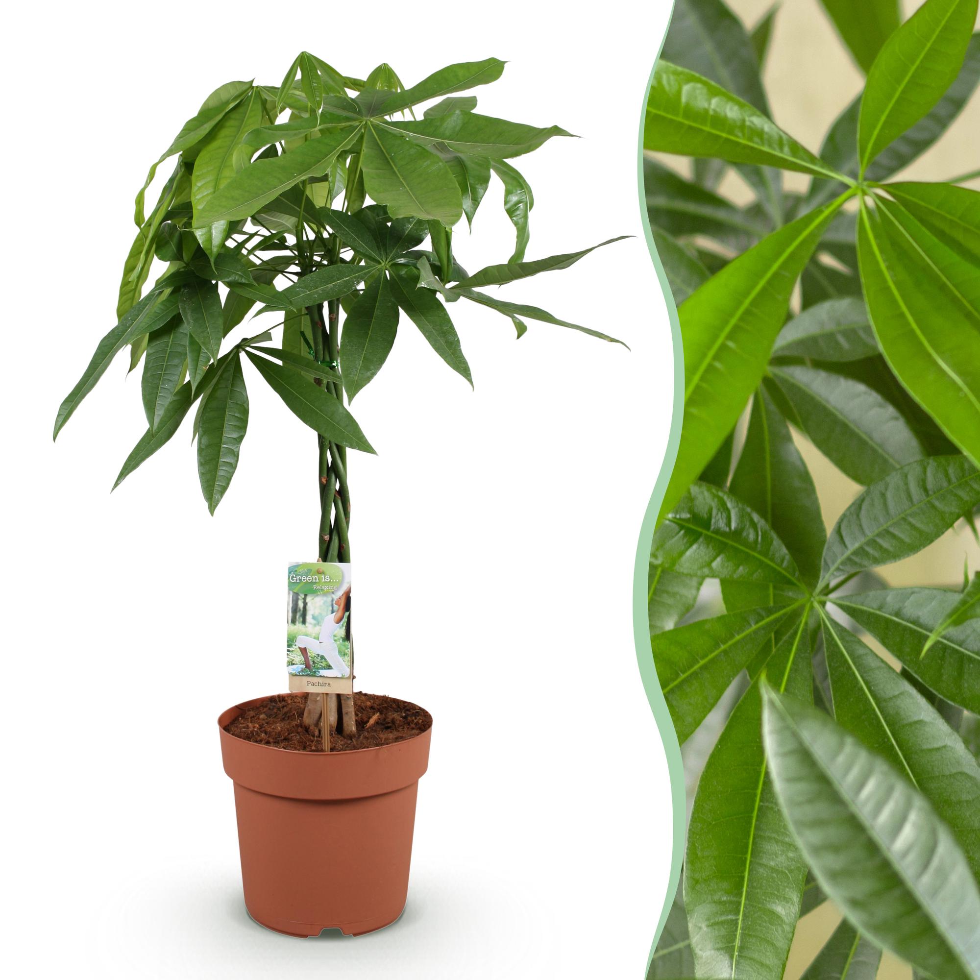 Geldboom - Pachira aquatica gevlochten stam - Ø21cm - ↕80-90cm