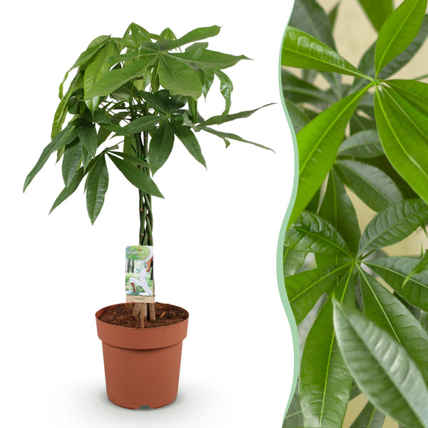 Geldboom - Pachira aquatica gevlochten stam - Ø21cm - ↕80-90cm