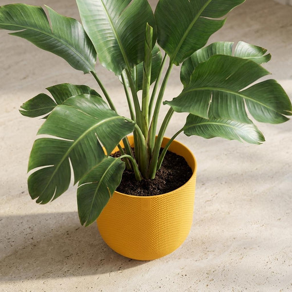 Pot Elho Jazz Round - amber yellow - Ø14cm