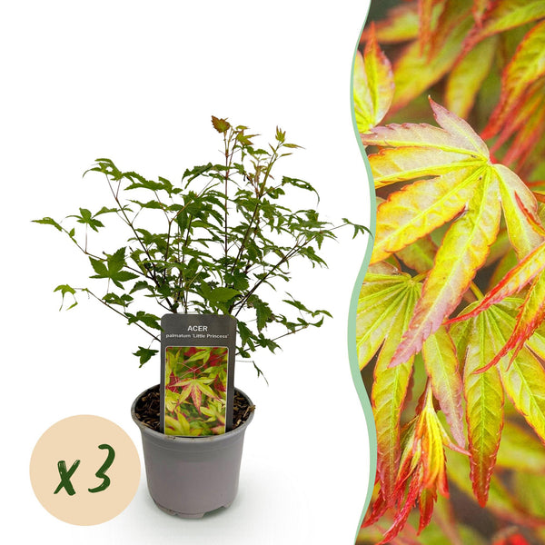 Japanse Esdoorn - Acer palmatum Little Princess - Ø12cm - ↕35cm