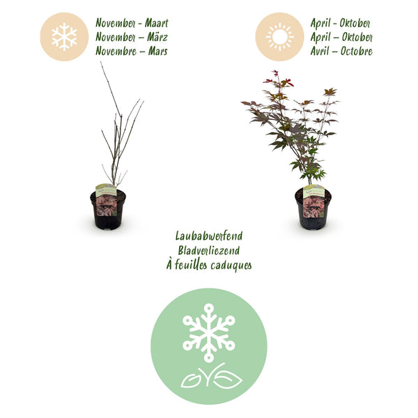 Japanse Esdoorn - Acer palmatum Atropurpureum - Paars - Ø19cm - ↕70cm