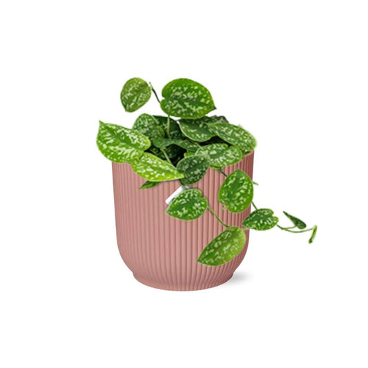 Satijnpothos - Scindapsus pictus 'Argyraeus' - incl. Elho Vibes Fold Roze - ↕14cm