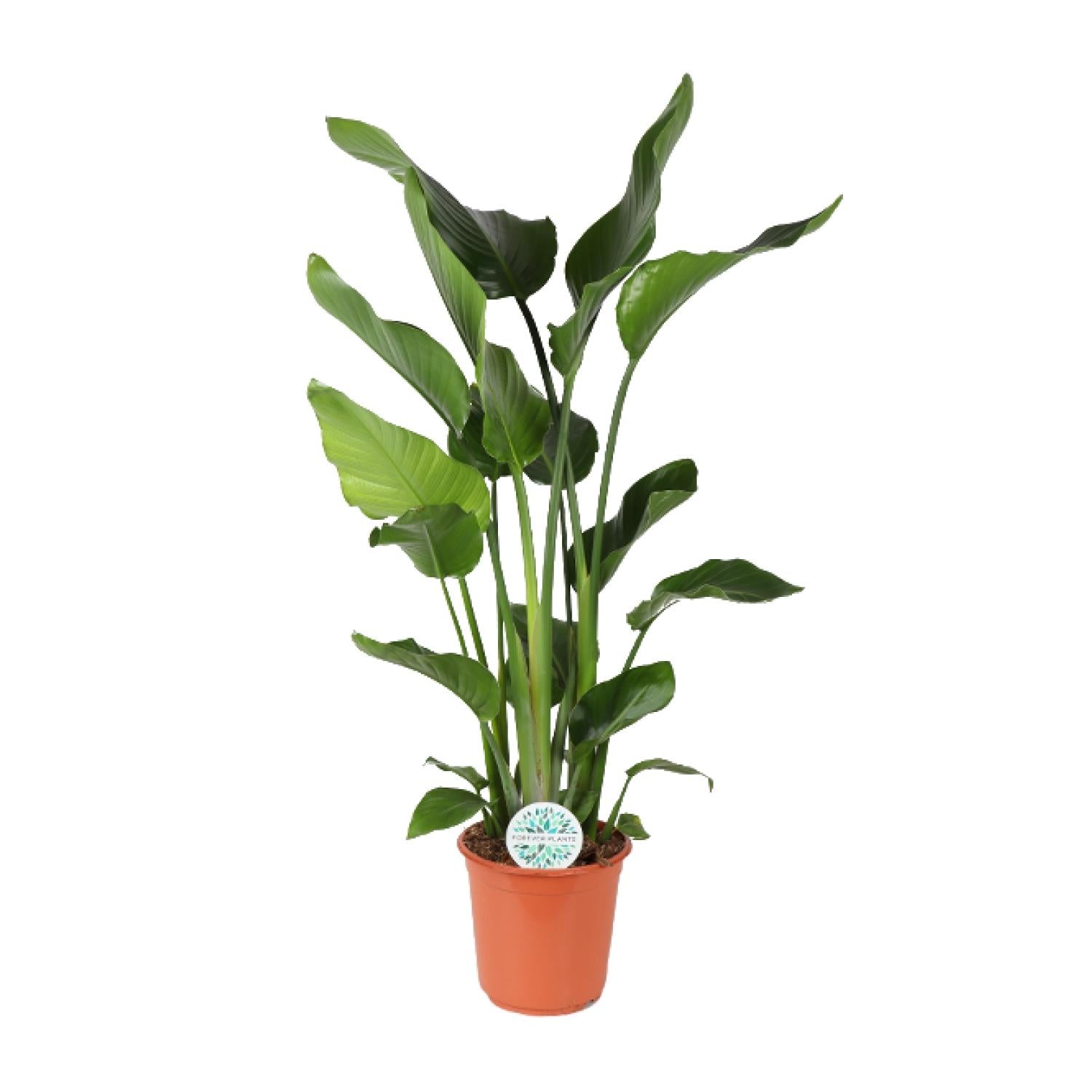 Witte paradijsvogelplant - Strelitzia nicolai - Ø24cm - ↕110cm