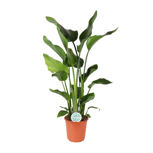 Witte paradijsvogelplant - Strelitzia nicolai - Ø24cm - ↕110cm